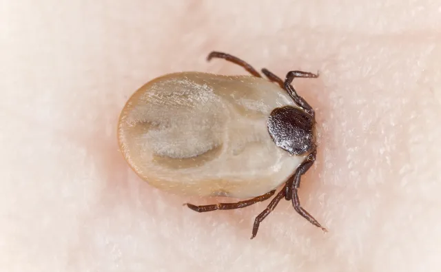 Znaczny, bo aż jedną trzecią!, wzrost zachorowań na boreliozę. Jak się chronić?