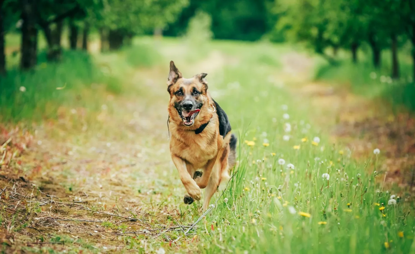 Bestialskie zabójstwo owczarka niemieckiego z wiatrówki. 45-latek z zarzutami