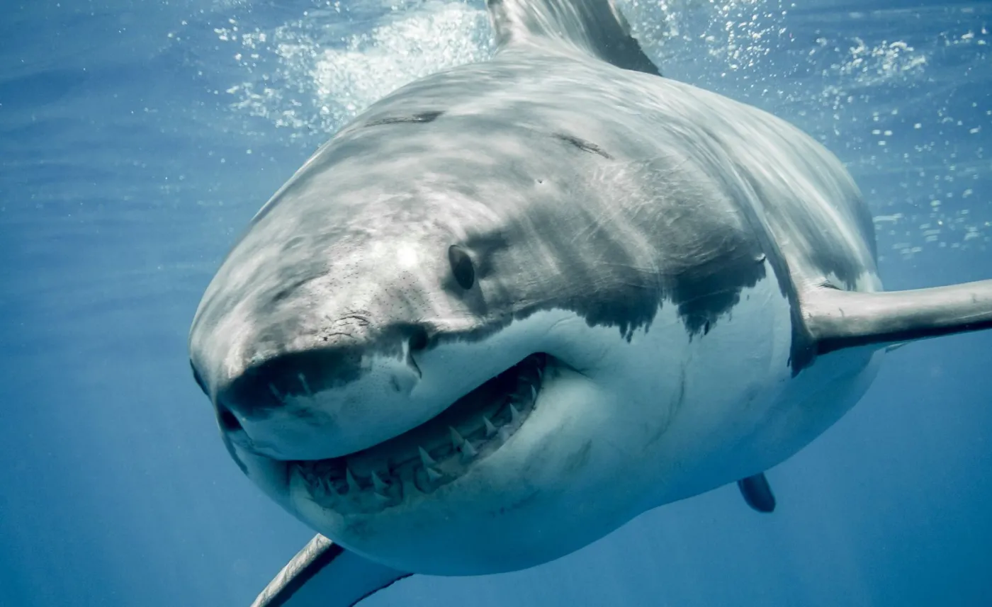 Atak rekina w pobliżu Hurghady. Nie żyje druga kobieta