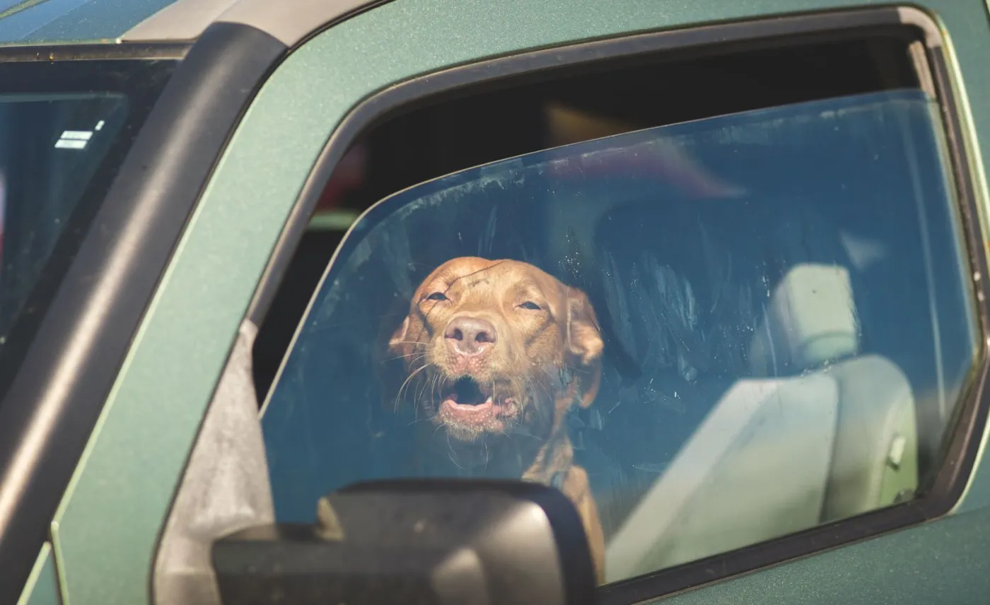 Dwa psy były zamknięte w nagrzanym aucie 8 godzin.