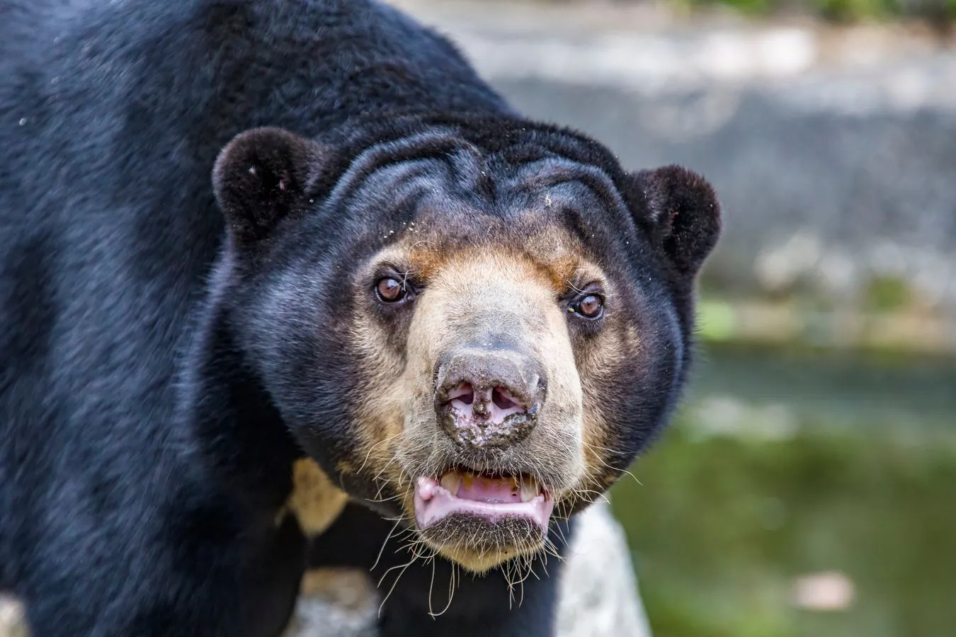 Niedźwiedź malajski