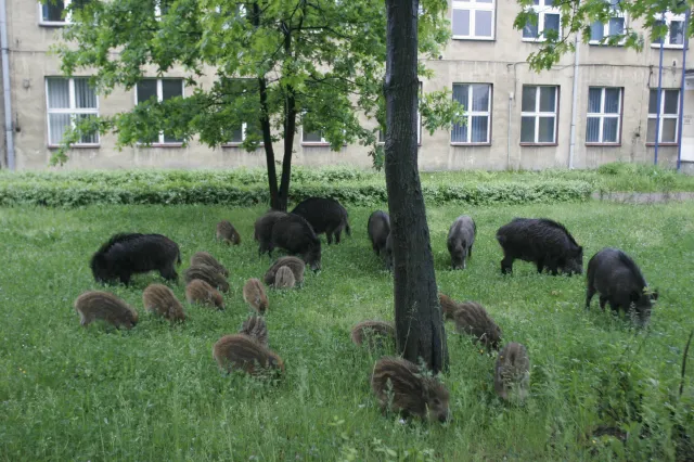 Kraków ma specjalny zespół do spraw dzików. A zwierząt w mieście jest coraz więcej