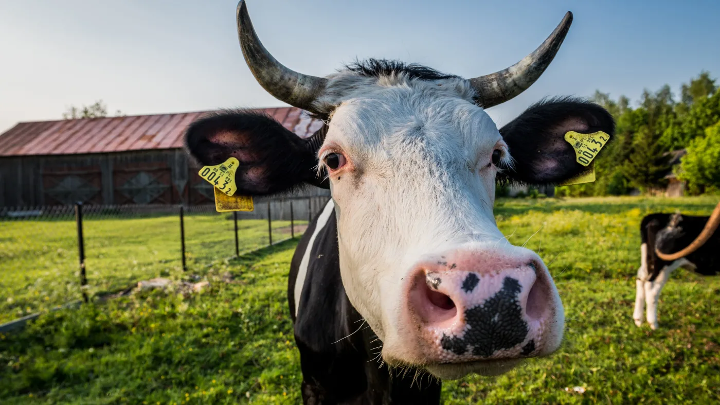 "Krowi Covid" atakuje. Padły już setki zwierząt