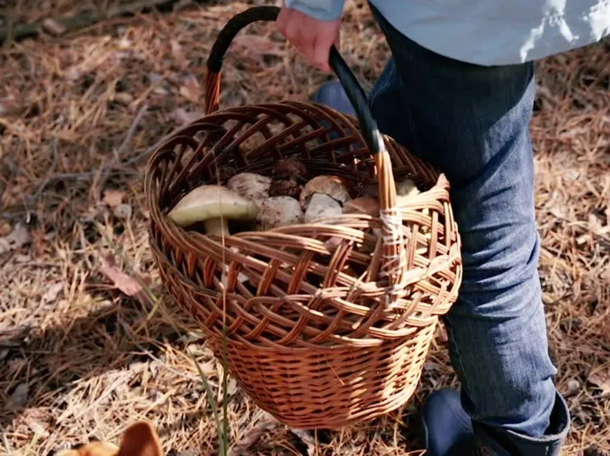 Nie znajdujesz grzybów tam, gdzie zwykle było ich pełno? Mykolog wyjaśnia, dlaczego tak się dzieje