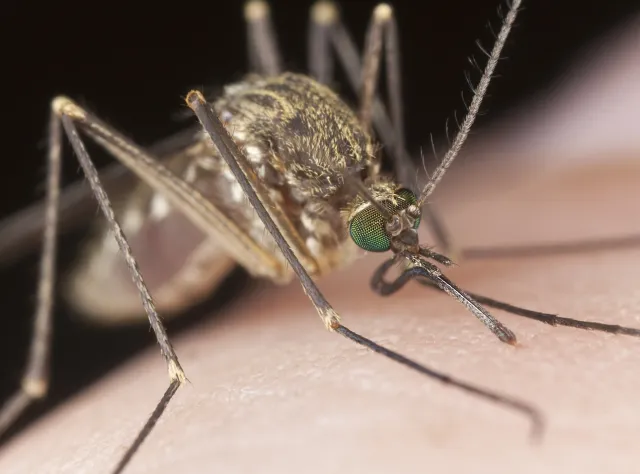 Pogryzł cię? Domowe sposoby na ukąszenia