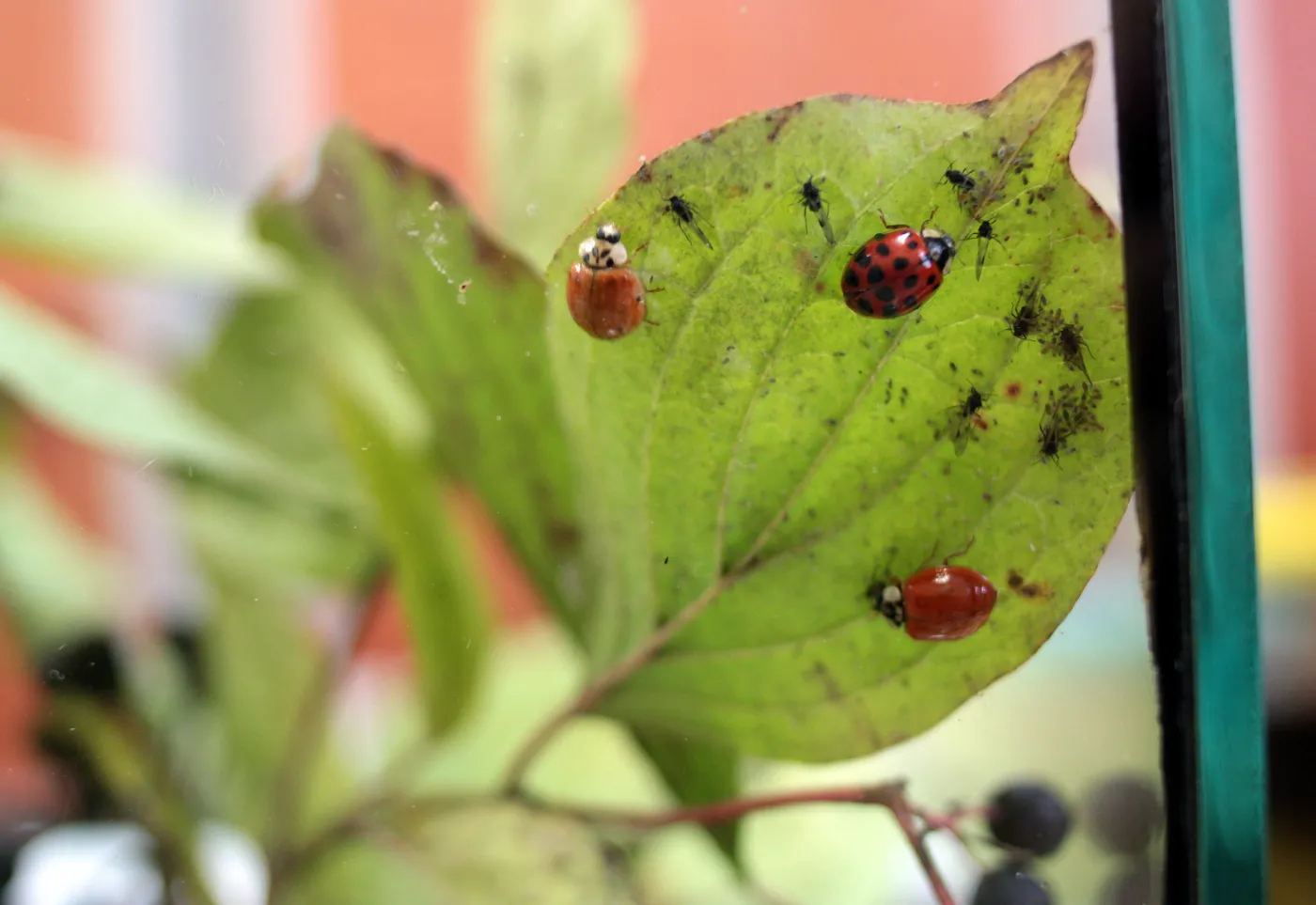 Biedronki azjatyckie wchodzą do domów. Jak się ich skutecznie pozbyć?