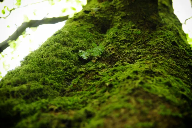 Najstarszy żyjący organizm na Ziemi wydaje niesamowite dźwięki. Udało się je nagrać