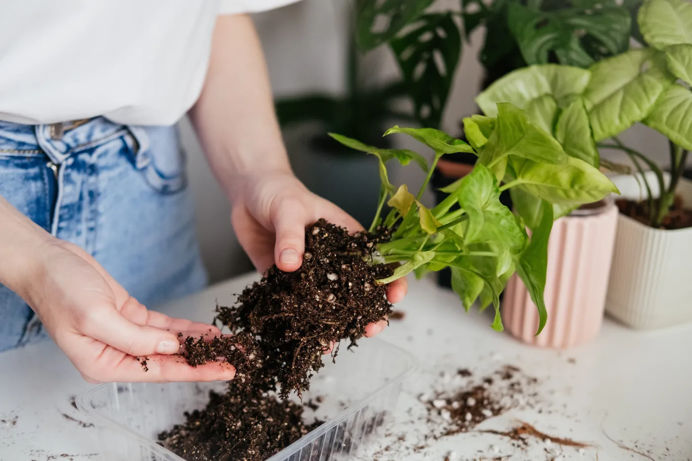 Rośliny doniczkowe chorują? Warto usunąć biały nalot z ziemi