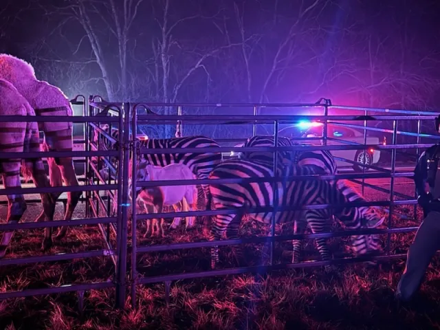 Ciężarówka stanęła w ogniu. Na ulicę wybiegły zebry, wielbłądy i konie