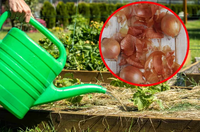 Nie wyrzucaj ich do śmieci! Świetnie nadają się na nawóz do roślin w domu i ogrodzie