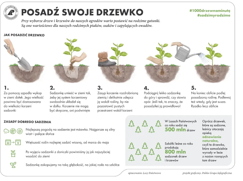 Lasy Państwowe podpowiadają, jak posadzić swoje drzewko