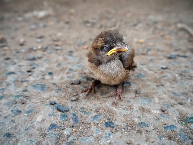 Dzikie maleństwa w mieście. Co robić? Rusza kampania "ZOOstaw, nie porywaj"