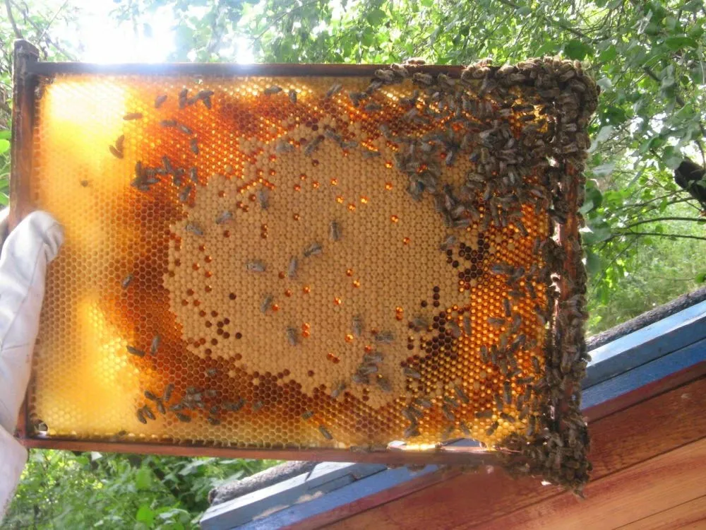 Zniszczenie pasieki w Wilanowie. Sprawcami dwoje 13-latków z Ukrainy i Białorusi