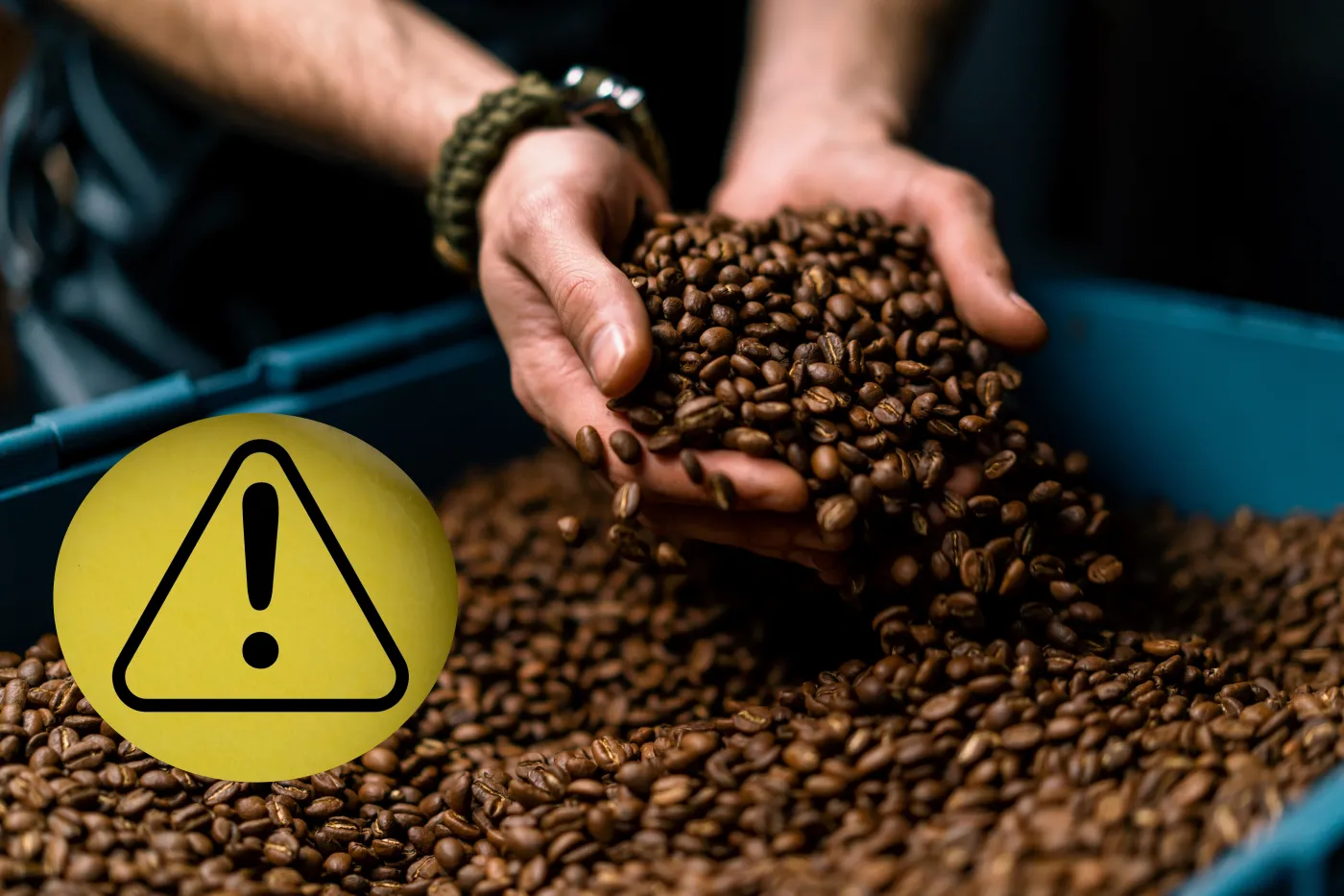 Kawa ziarna kawy Worker,Holding,Coffee,Beans,In,His,Hands,Checks,The,Quality