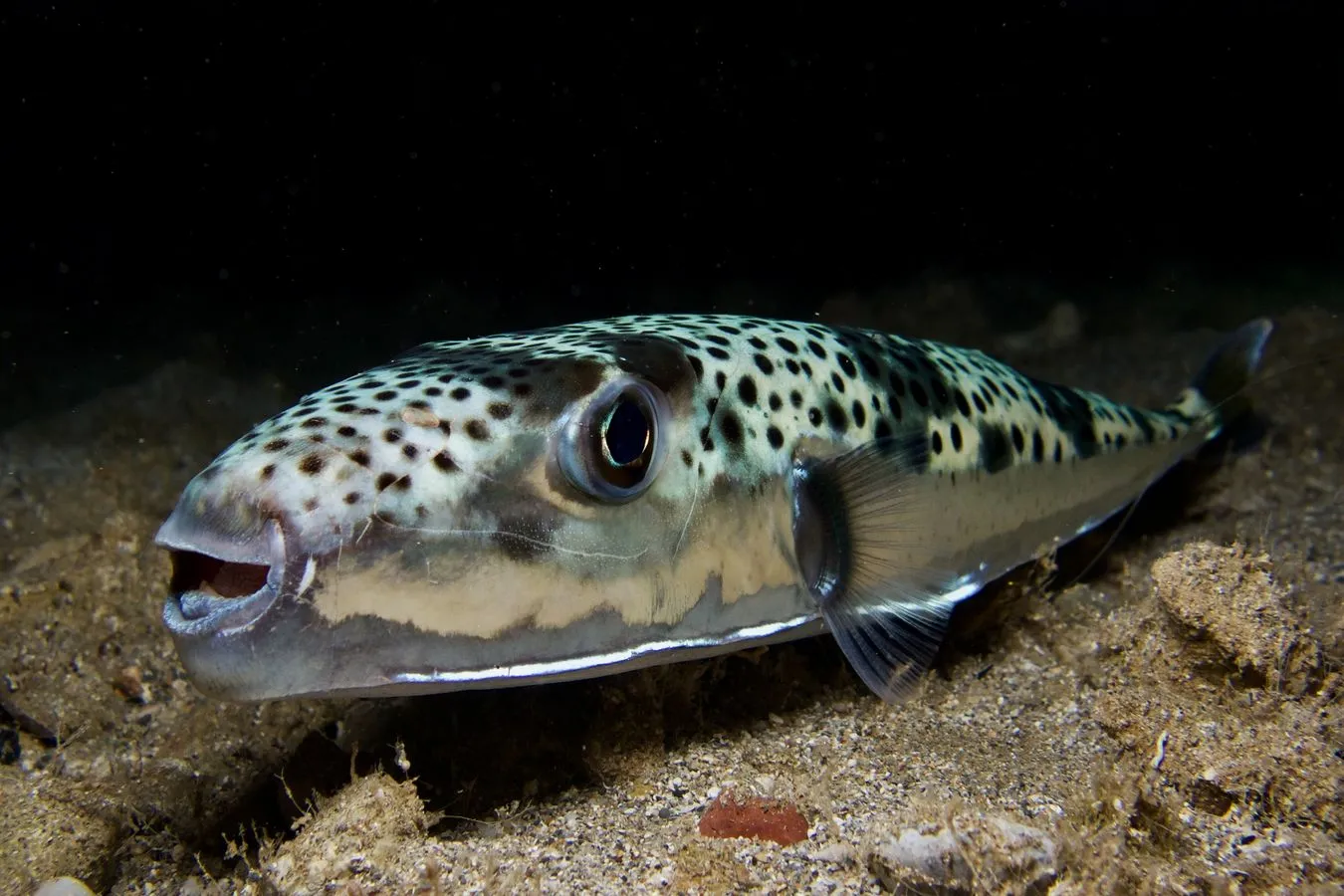 Złowiono najgroźniejszą rybę świata. "Trucizna silniejsza od cyjanku"