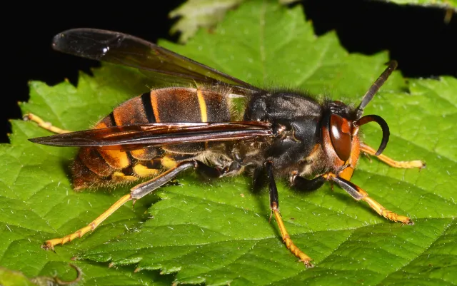 Szerszeń azjatycki już jest w Europie. To duże zagrożenie. Dotrze też do Polski?