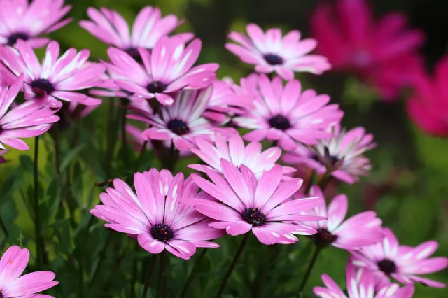 Urocze kwiaty, które kwitną aż do października. Sprawdzą się w słonecznym miejscu