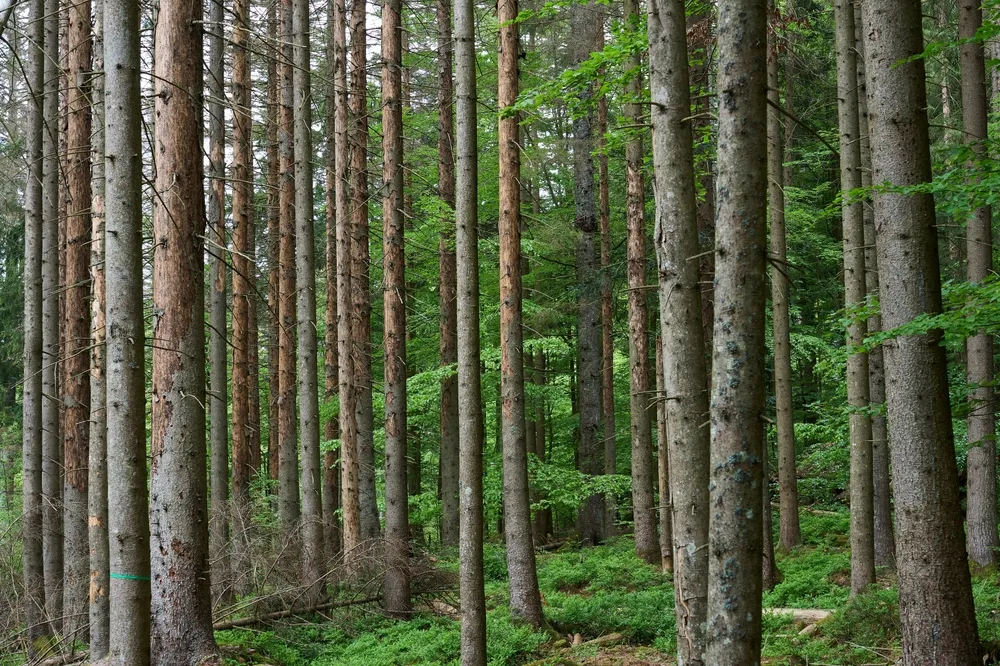 "Pieniądze mogły wspierać kampanię konkretnej partii". Są wyniki audytu Lasów Państwowych