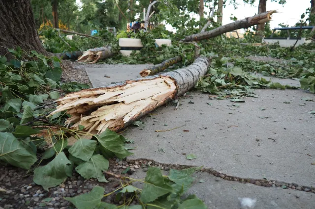 Tragedia podczas wichury. Drzewo przygniotło rowerzystkę