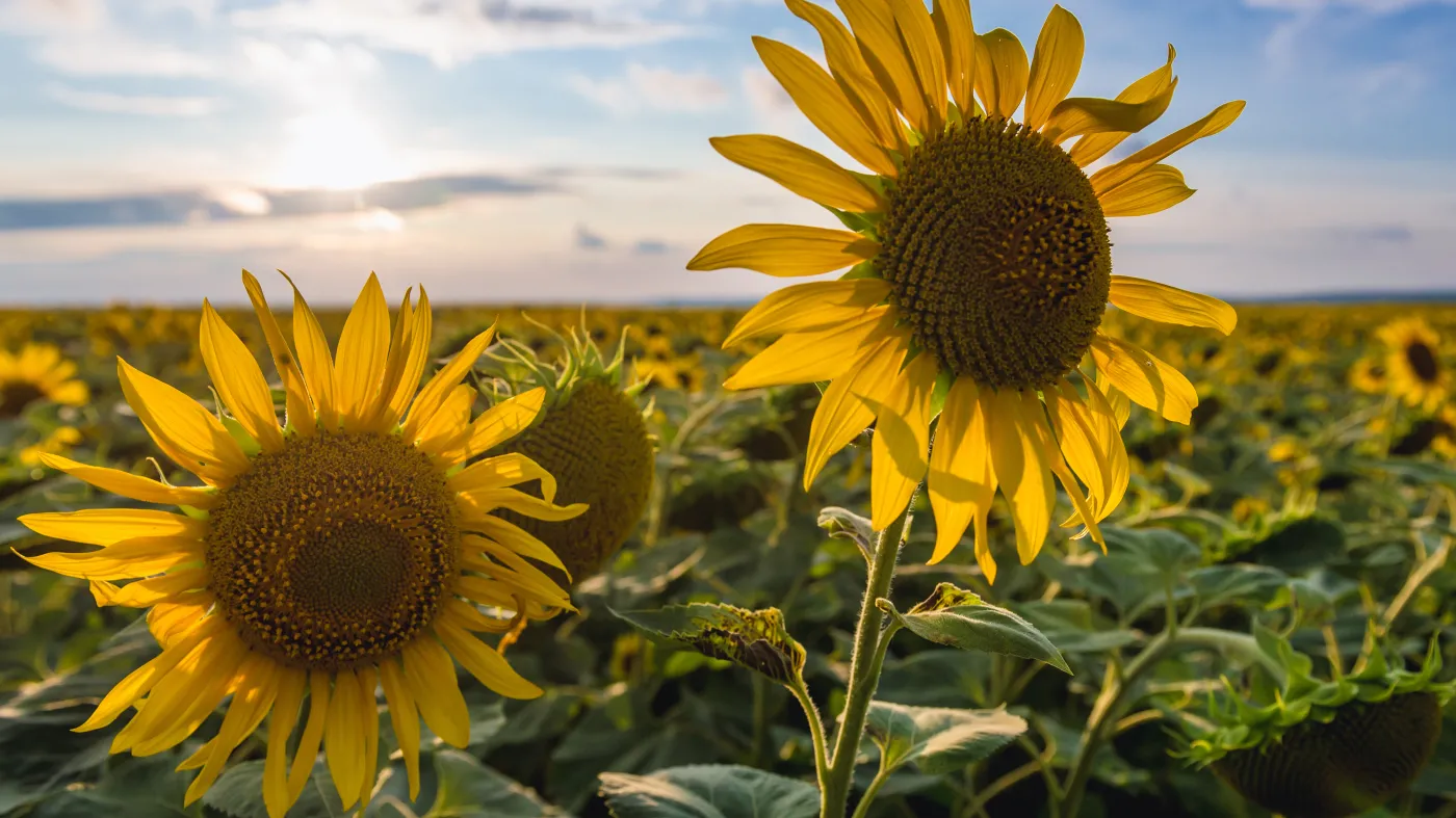 Dobra wiadomość dla rolników. Od 1 stycznia 2025 r. więcej upraw objętych dopłatami do ubezpieczeń