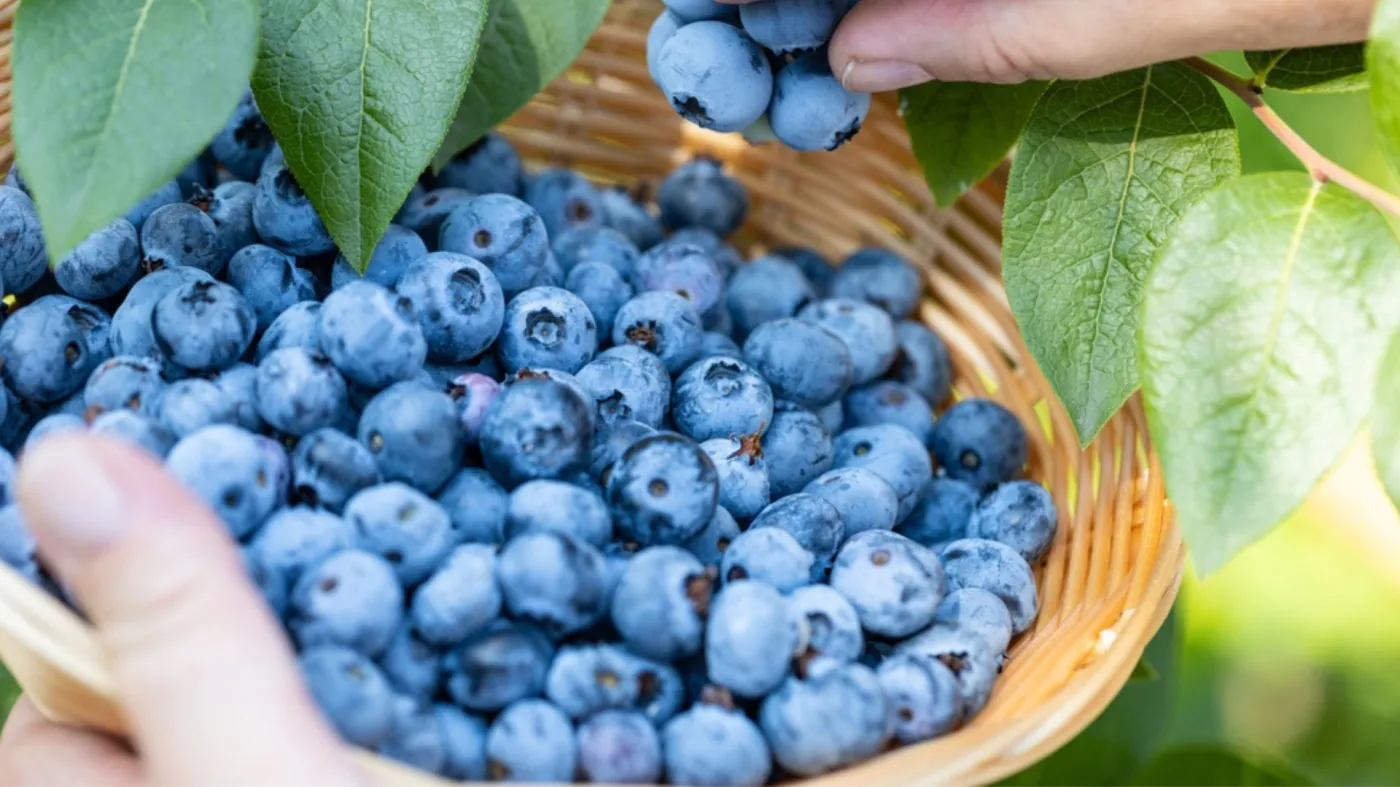 Kwietniowy trik na gigantyczne borówki. Koniecznie podlej domowym nawozem i patrz, jak owocują