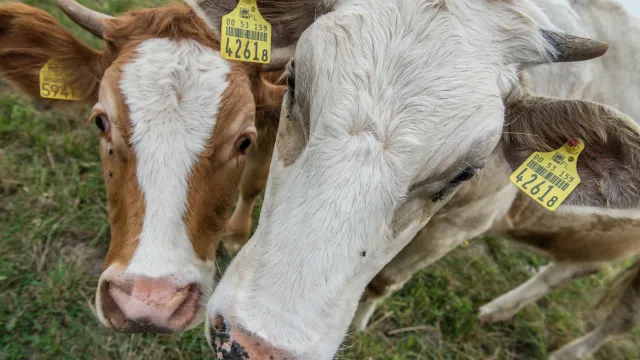 Nielegalny transport zwierząt z Niemiec na Bliski Wschód. PRZERAŻAJĄCE NAGRANIA