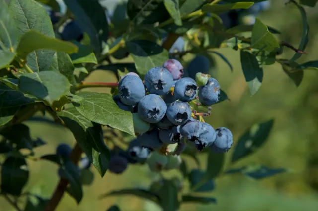 Pod żadnym pozorem nie sadź obok borówki. Krzaki zmarnieją i nie będą owocować
