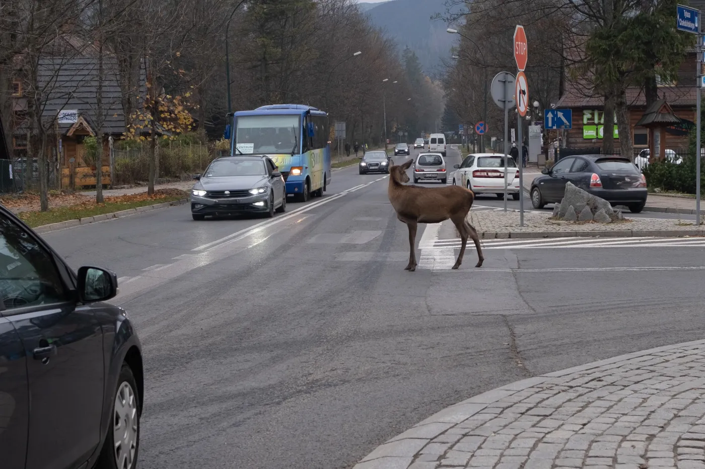 Dzikie jelenie opanowały Zakopane. Urzędnicy ostrzegają