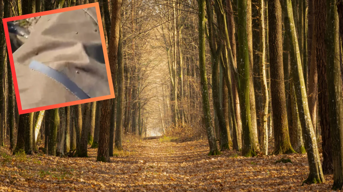 Leśnik pokazał nagranie z lasu. Dla wielu to przerażający widok