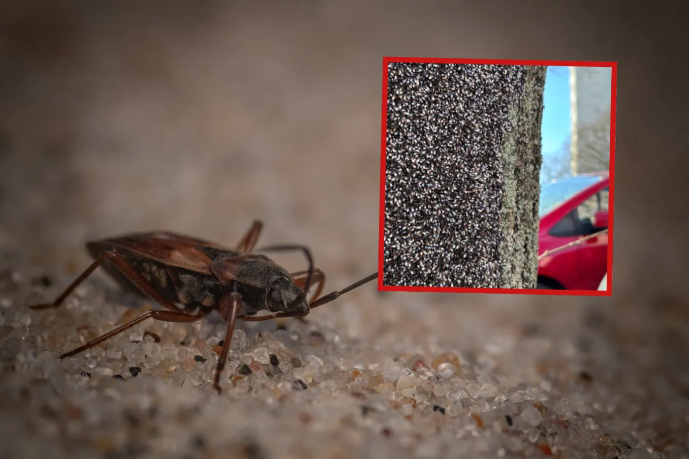 Masowa inwazja pluskwiaków w Polsce. Wlatują do mieszkań chmarami