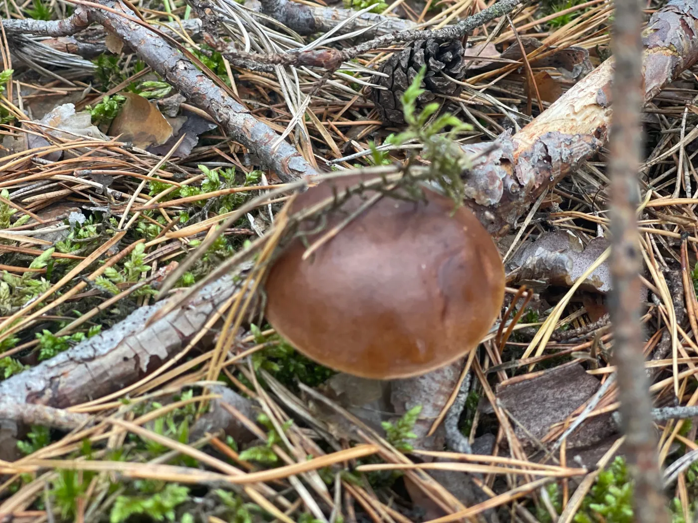 Wysyp grzybów w Polsce 2025 - czy są już grzyby? Czy są grzyby na Podlasiu? Gdzie na grzyby w lipcu?