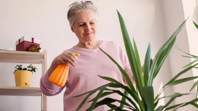 Podlej jukę tym domowym nawozem. Nowych liści będzie co niemiara