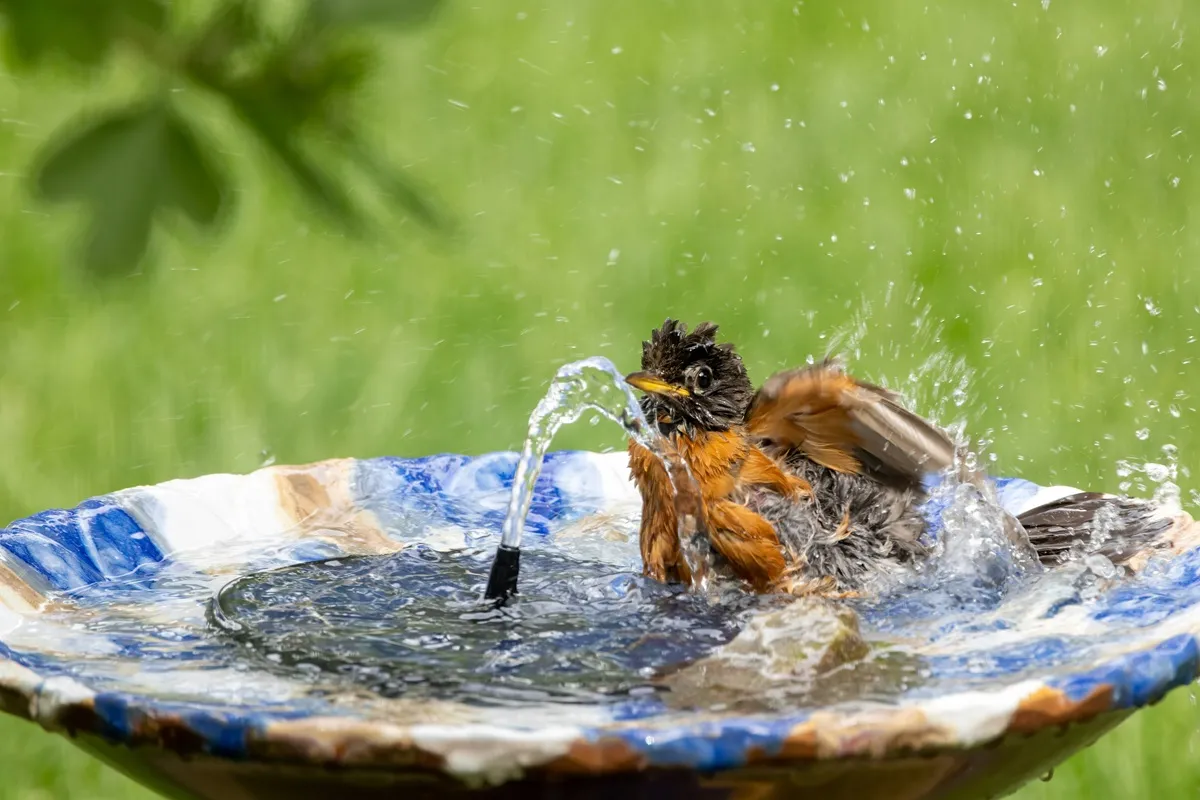 Pomysły na poidło dla ptaków i pszczół w ogrodzie [ZDJĘCIA]