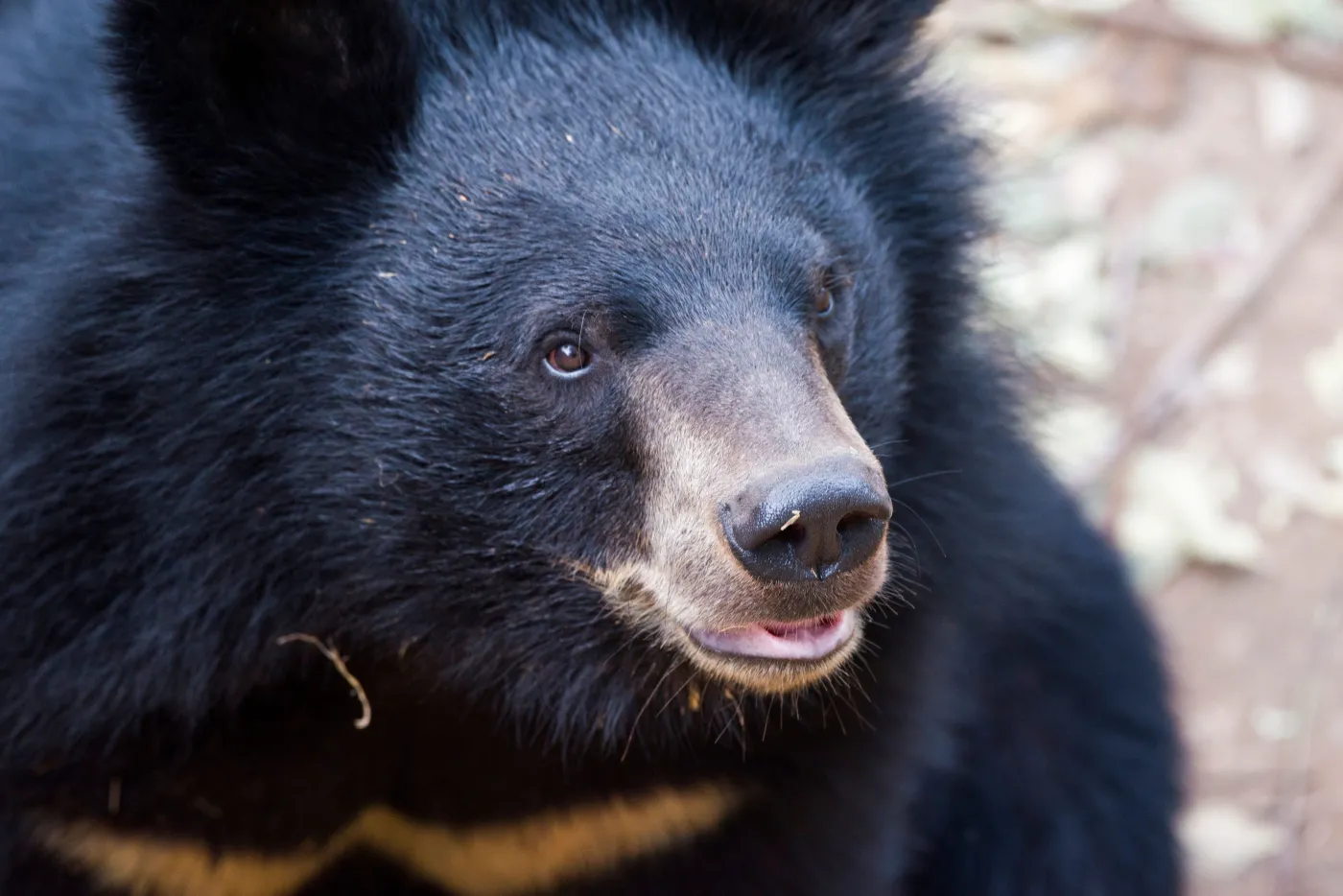 Czarny niedźwiedź
