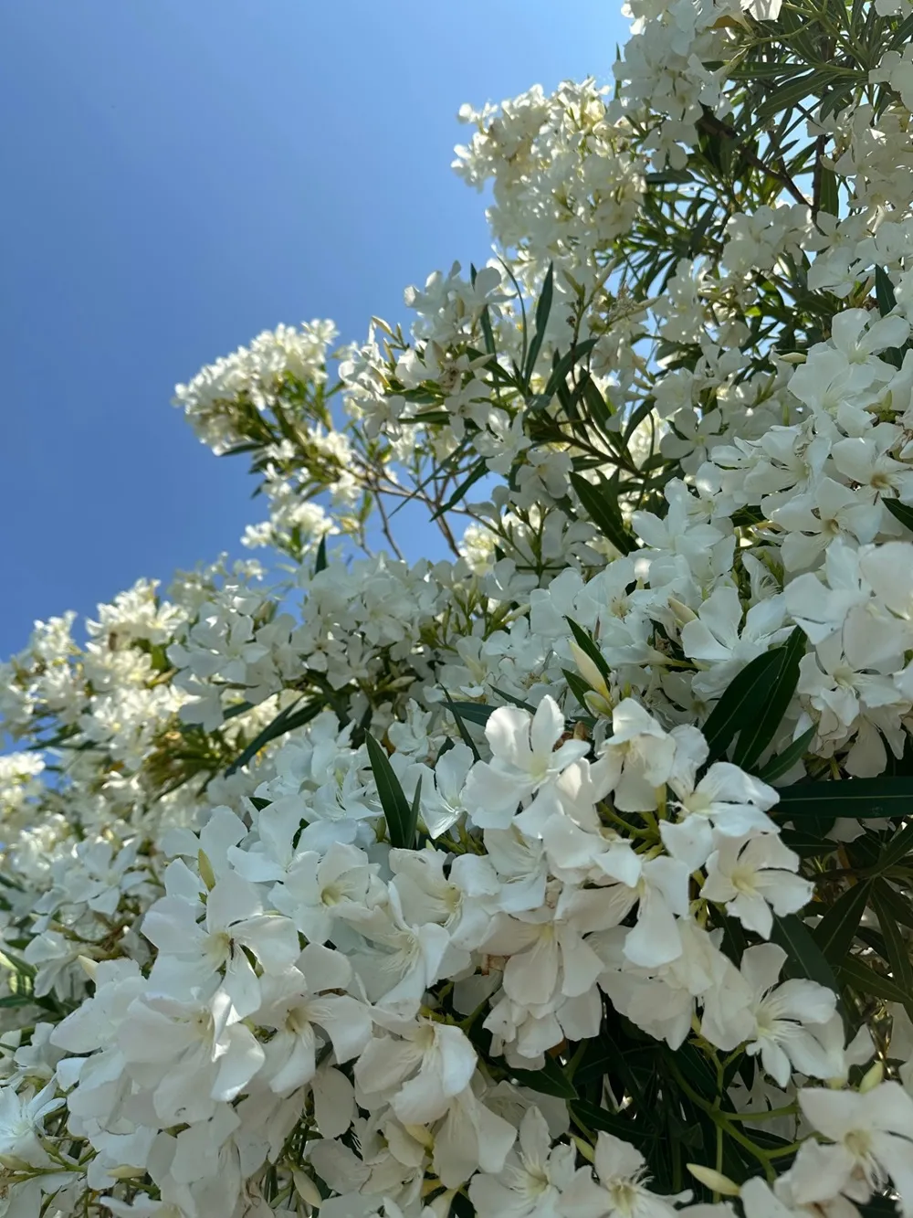 oleander-czy-zimuje-38553016.jpg