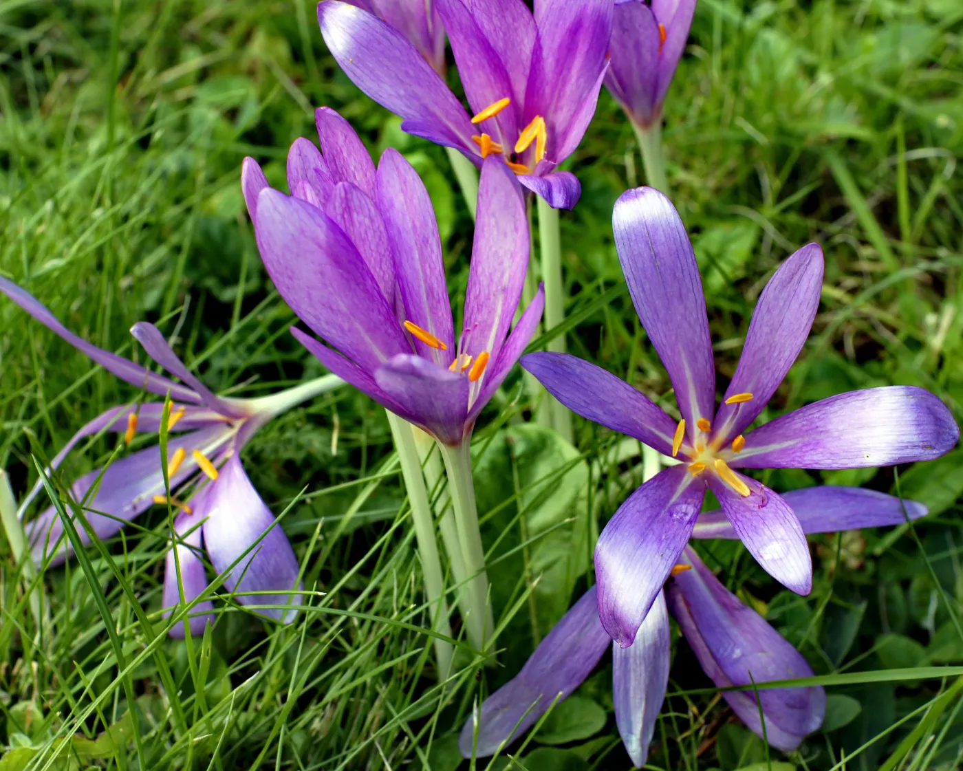 Ważne ostrzeżenie dla turystów. W Tatrach kwitnie śmiertelnie niebezpieczna roślina
