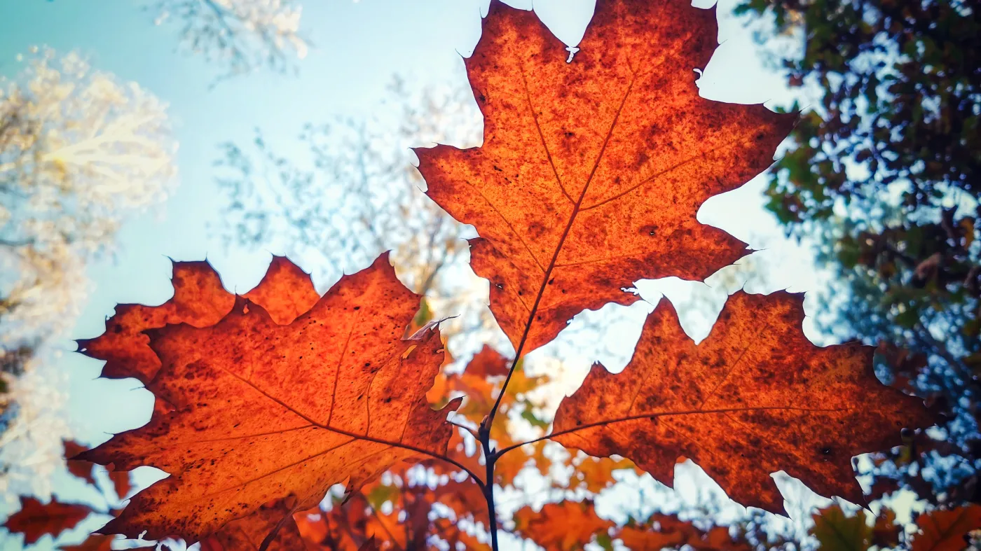Nadchodzi astronomiczna jesień. Kiedy początek?