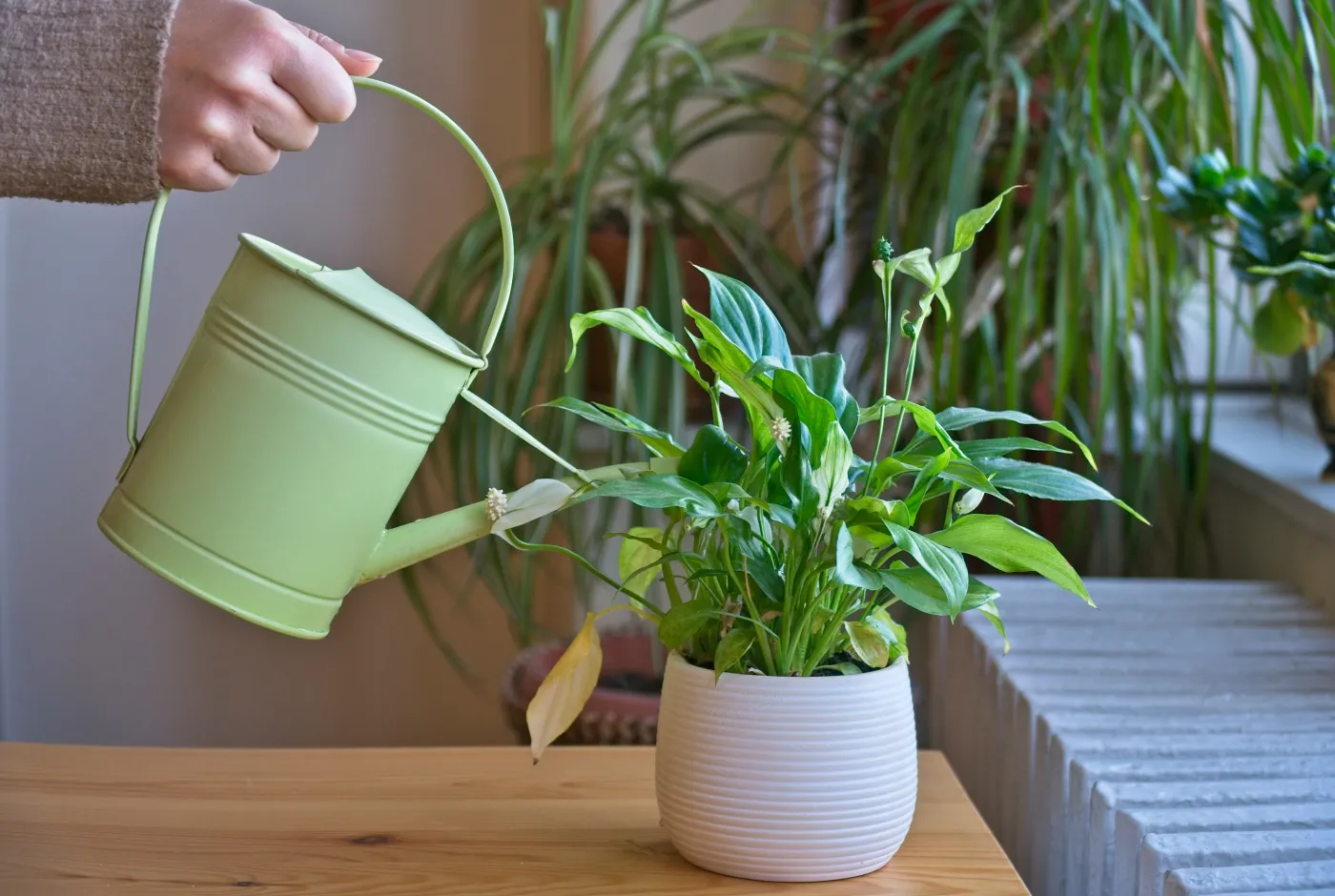 Zanurz w wodzie i podlej rośliny. Będą rosły jak na drożdżach