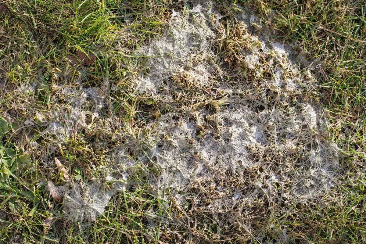 Trawa po zimie - pleśń śniegowa na trawniku to choroba grzybowa. Co z tym zrobić?