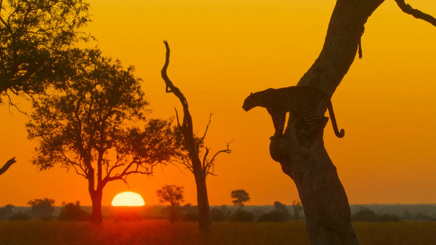 Niezwykły serial w telewizji. Jak "Gra o tron", "Sukcesja" i "Król lew" w jednym