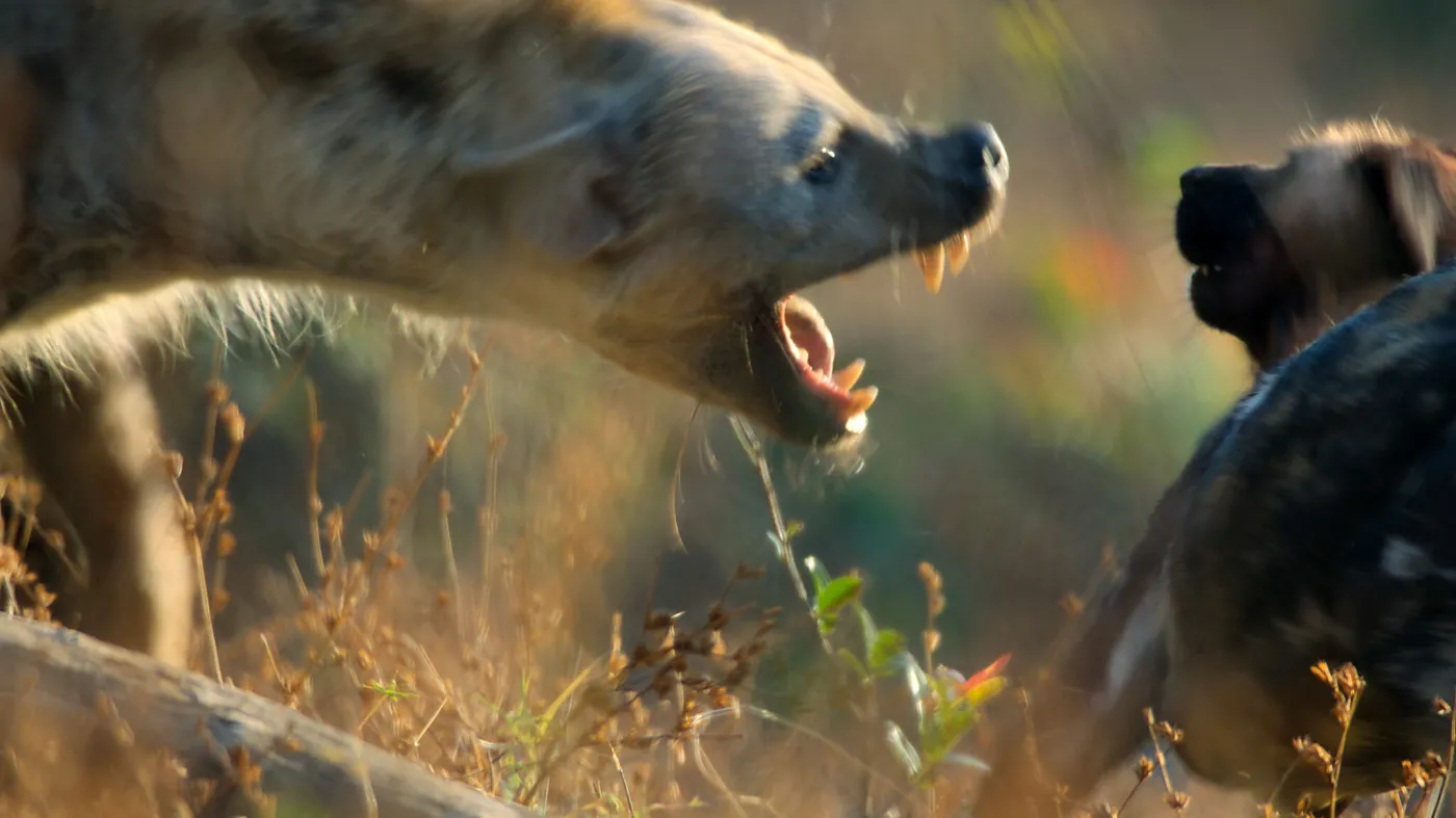 Niezwykły serial w telewizji. "Potrafi trzymać w ekstremalnym napięciu"