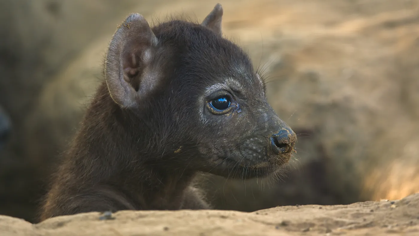 Niesamowity serial w telewizji. "Nieustanny rollercoaster emocji"