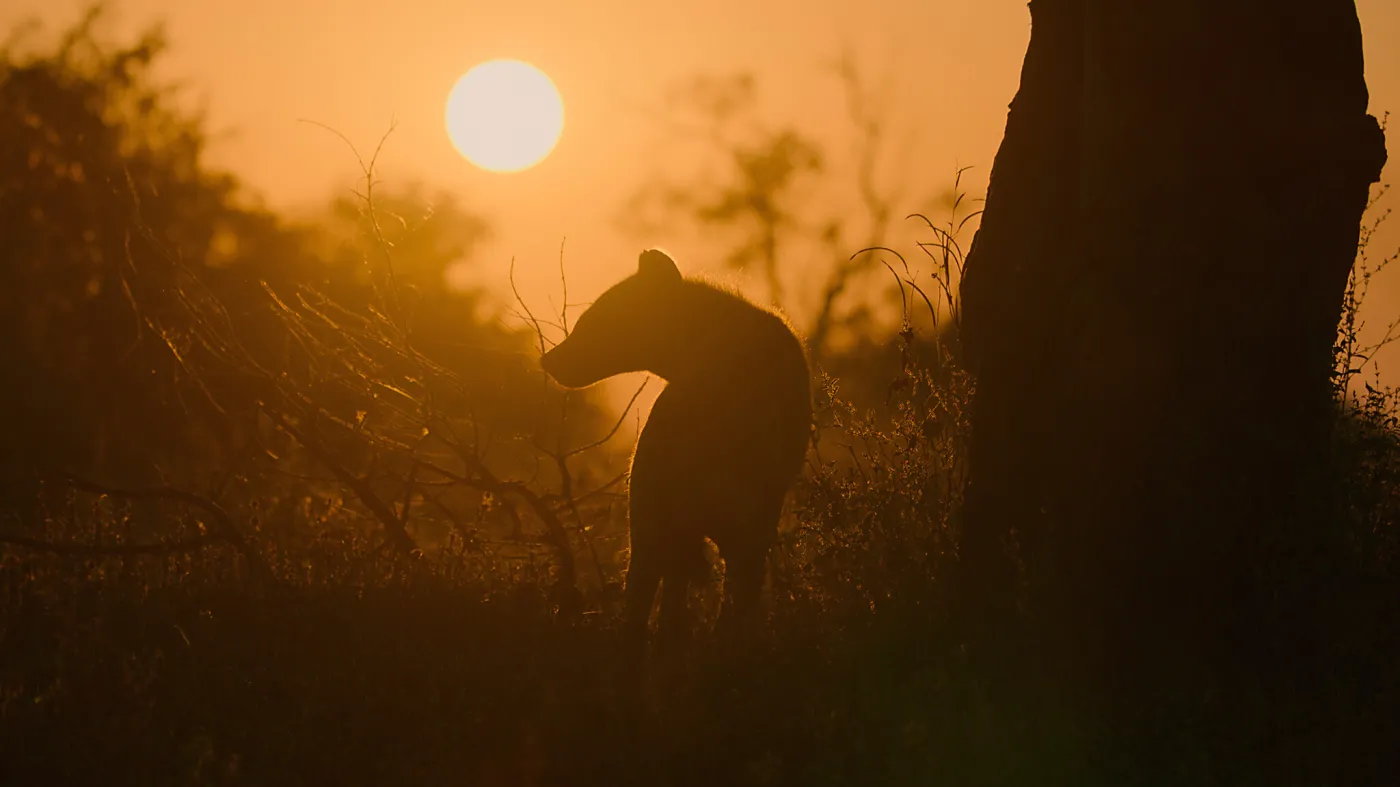 "Królestwo zwierząt"