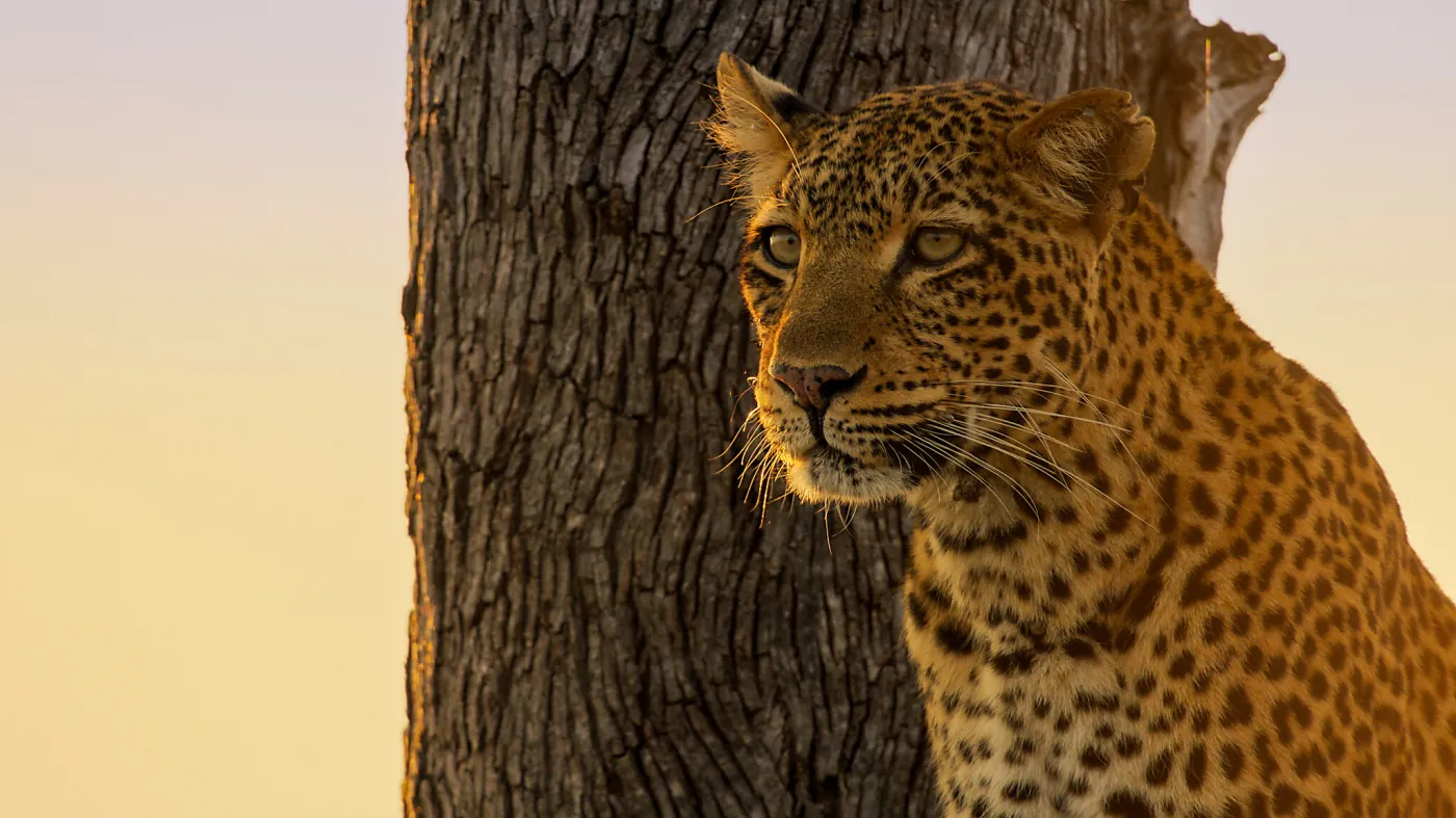 Niezwykły serial w telewizji. Dziś przedostatni odcinek hitu
