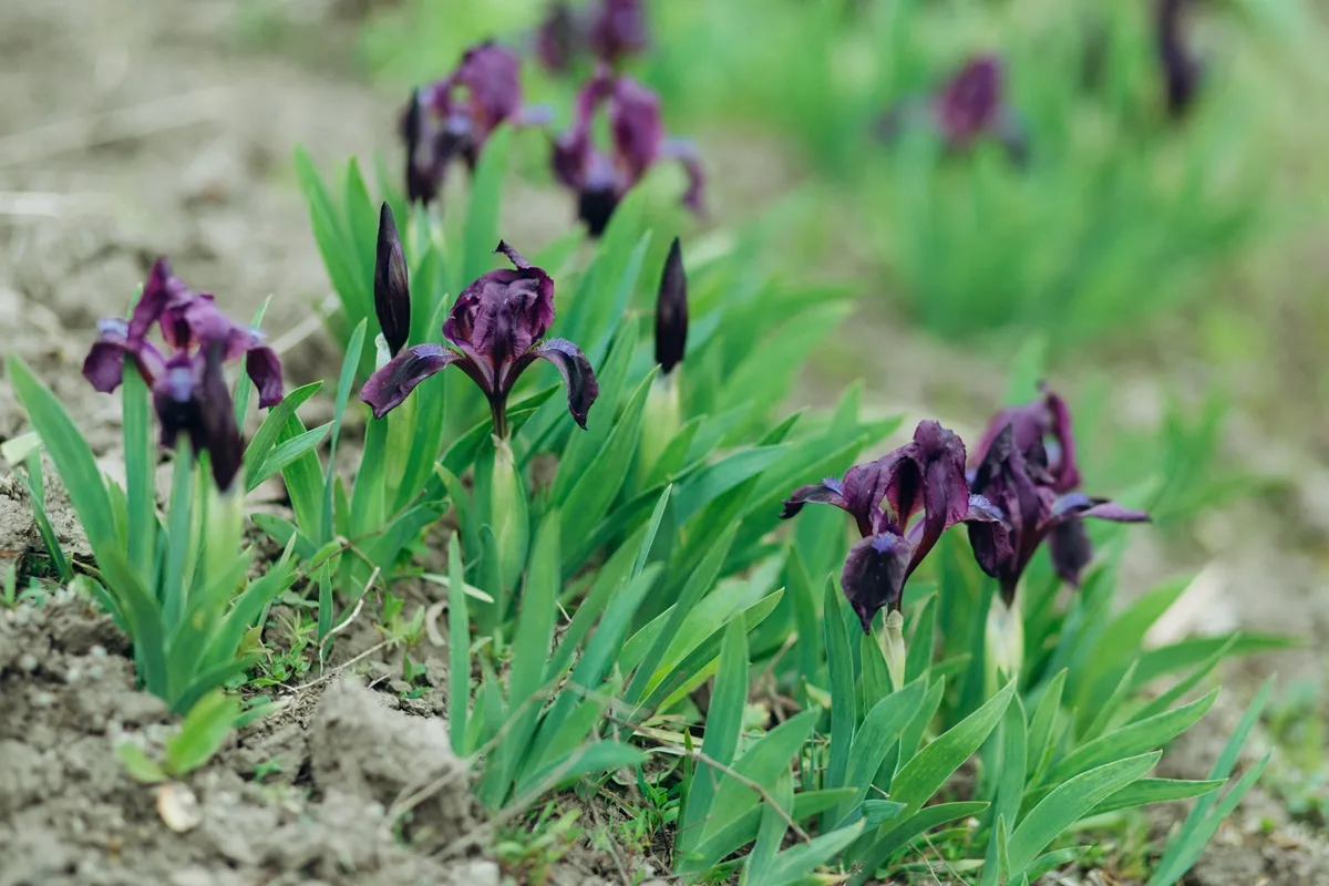 kosaciec-niski-irys-39124854.jpg