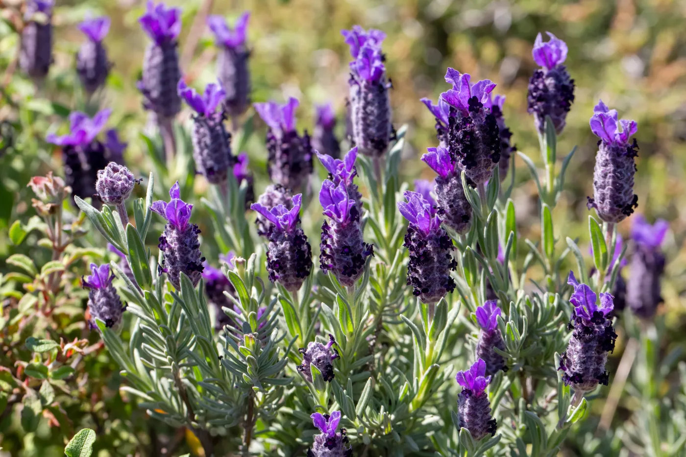 Ta lawenda to najlepszy wybór do ogrodu. Kwitnie od wiosny do jesieni