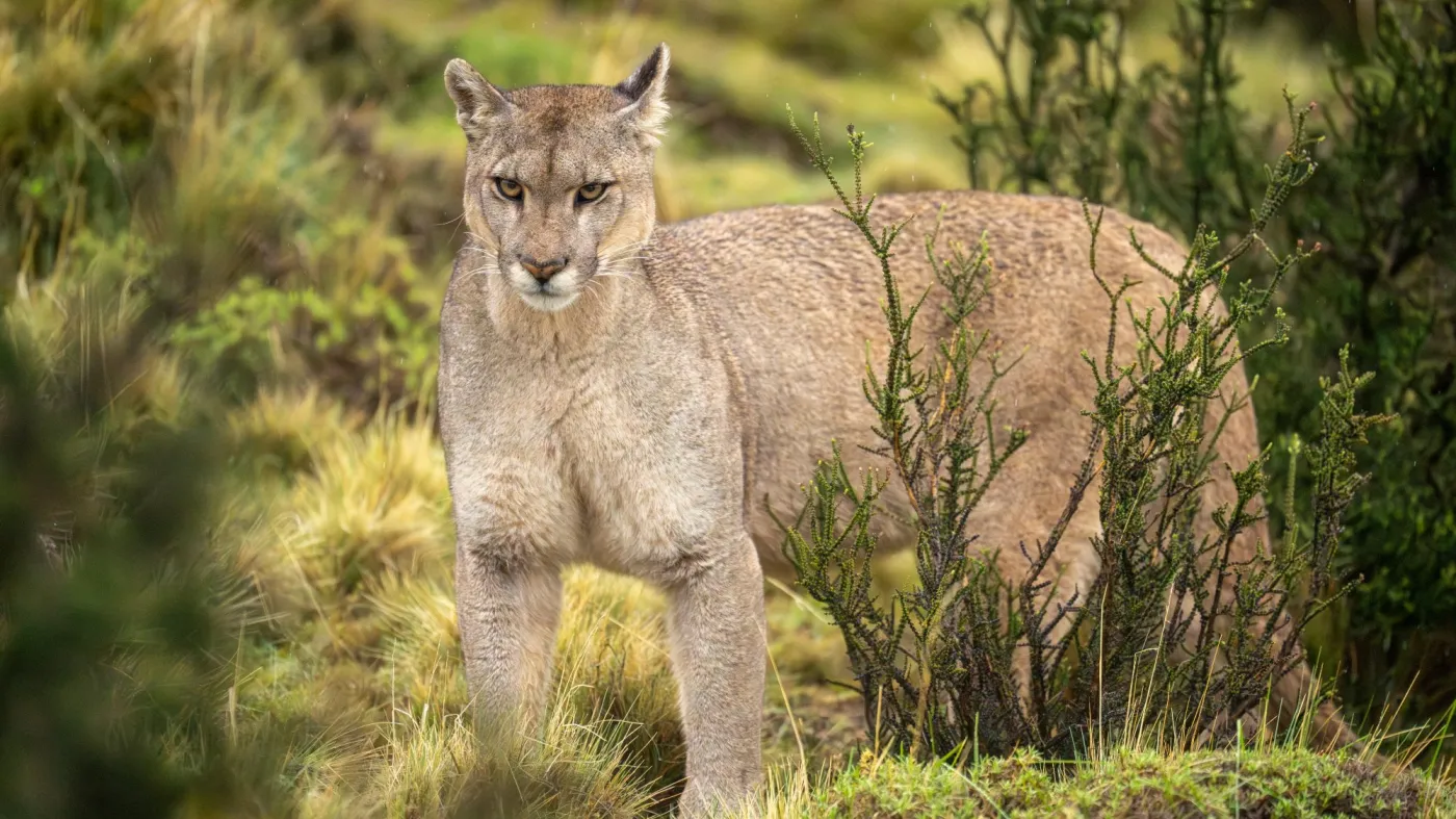 Puma,Stands,Staring,In,Bushes,In,Rain