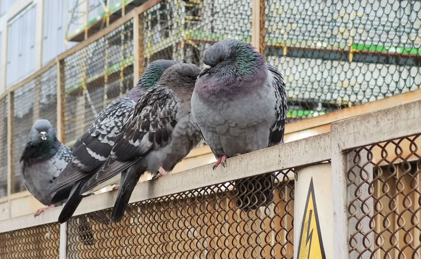 Zdjęcie zrobione smartfonem Xiaomi Mi Note 10 - 5xzoom