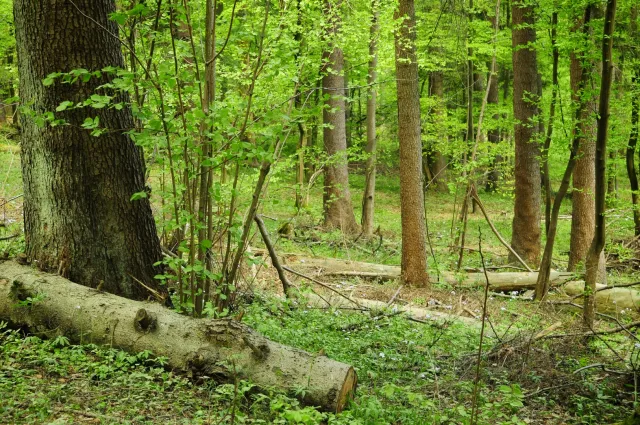 Woś: Bez zakazu wstępu do lasu, ale miejsca biwakowe, parkingi i ścieżki edukacyjne nadal zamknięte