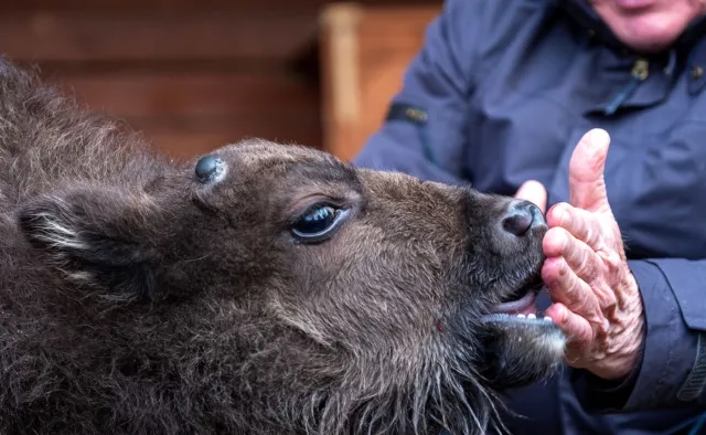 Porzucone przez matkę żubrzątko dorasta z owieczką. Wybierz IMIĘ dla maluszka